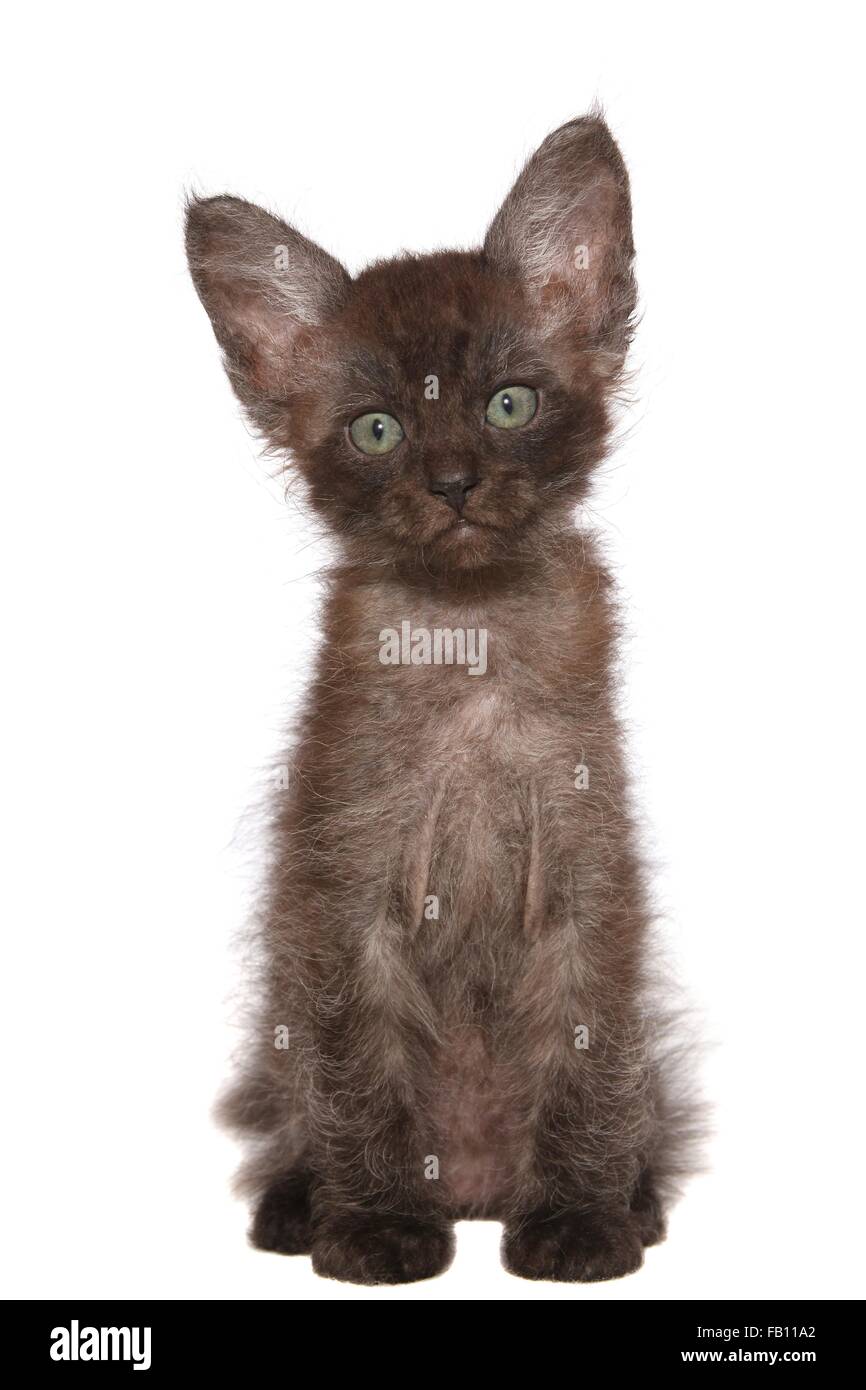 LaPerm Kitten sitzen Stockfoto