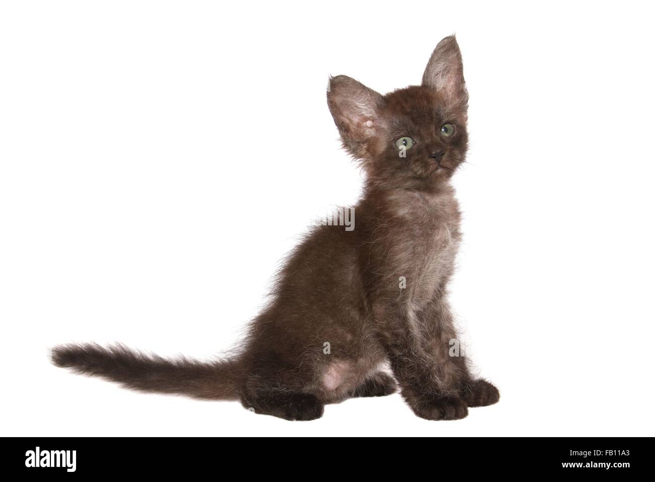 LaPerm Kitten sitzen Stockfoto