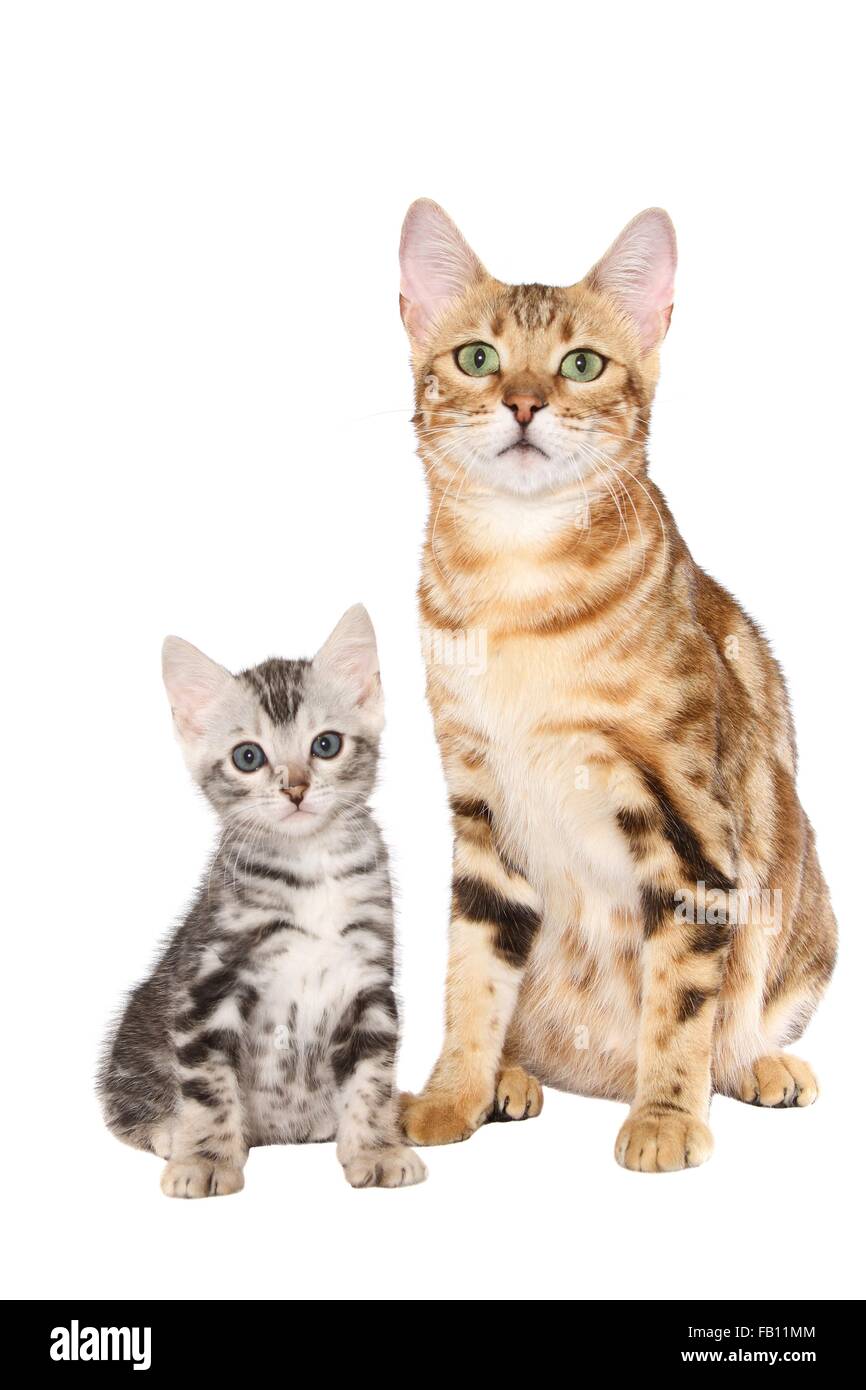 2 Bengal-Katzen Stockfoto