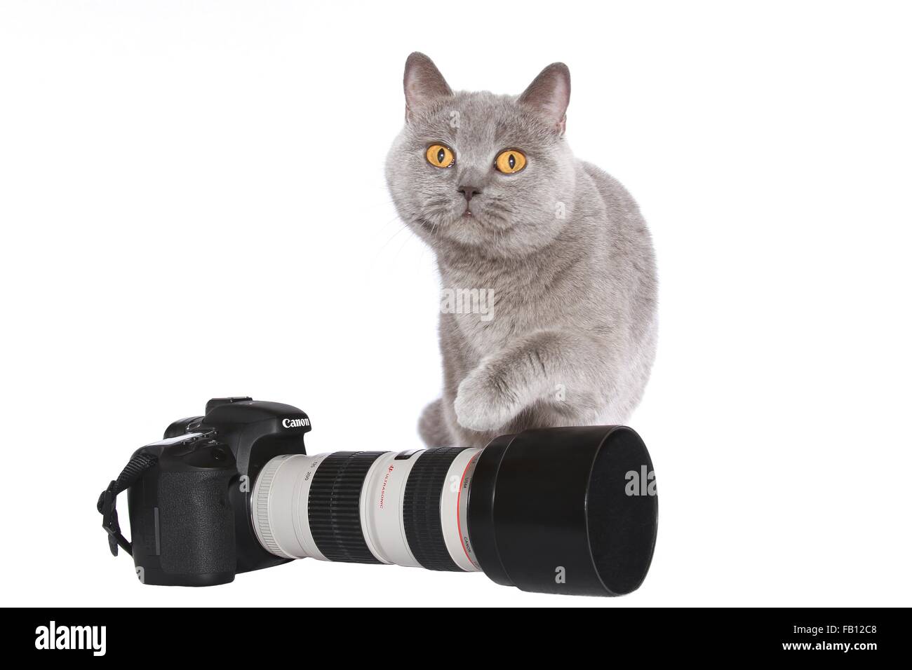 Britisch Kurzhaar Stockfoto Britisch Kurzhaar Stockfoto