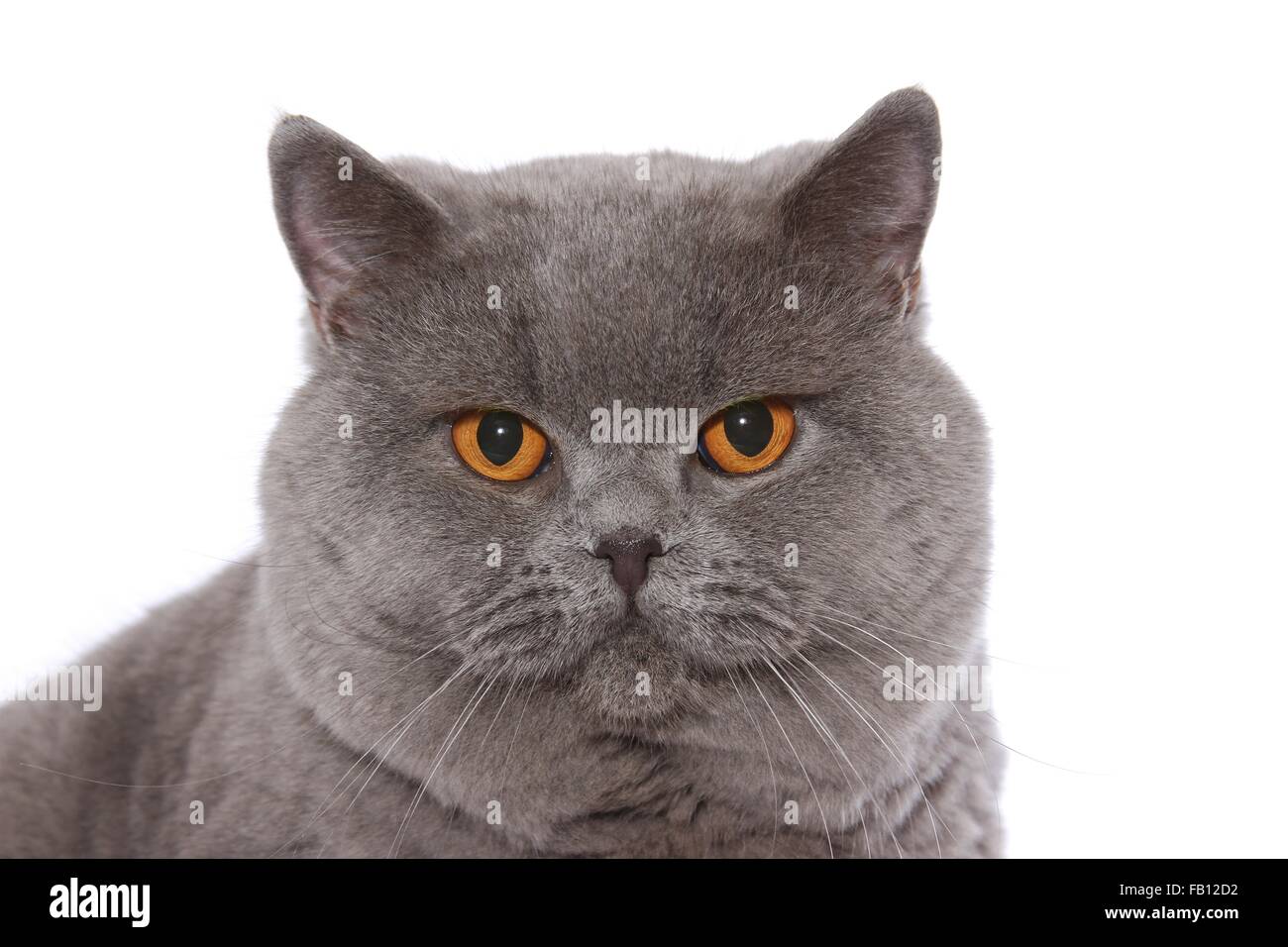 Britisch Kurzhaar-Kater-Porträt Stockfoto