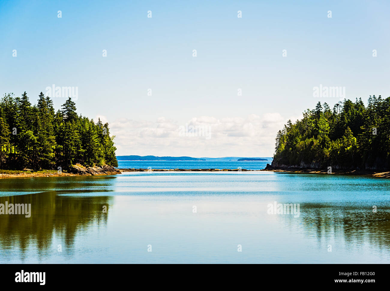 Bäume, die Meeresoberfläche reflektieren Stockfoto