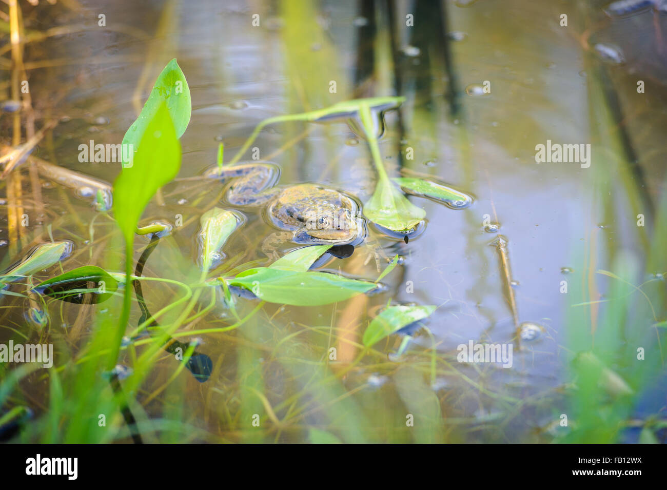grüner essbaren Frosch, auch bekannt als Grasfrosch Wasser sitzt auf dem Wasser Stockfoto
