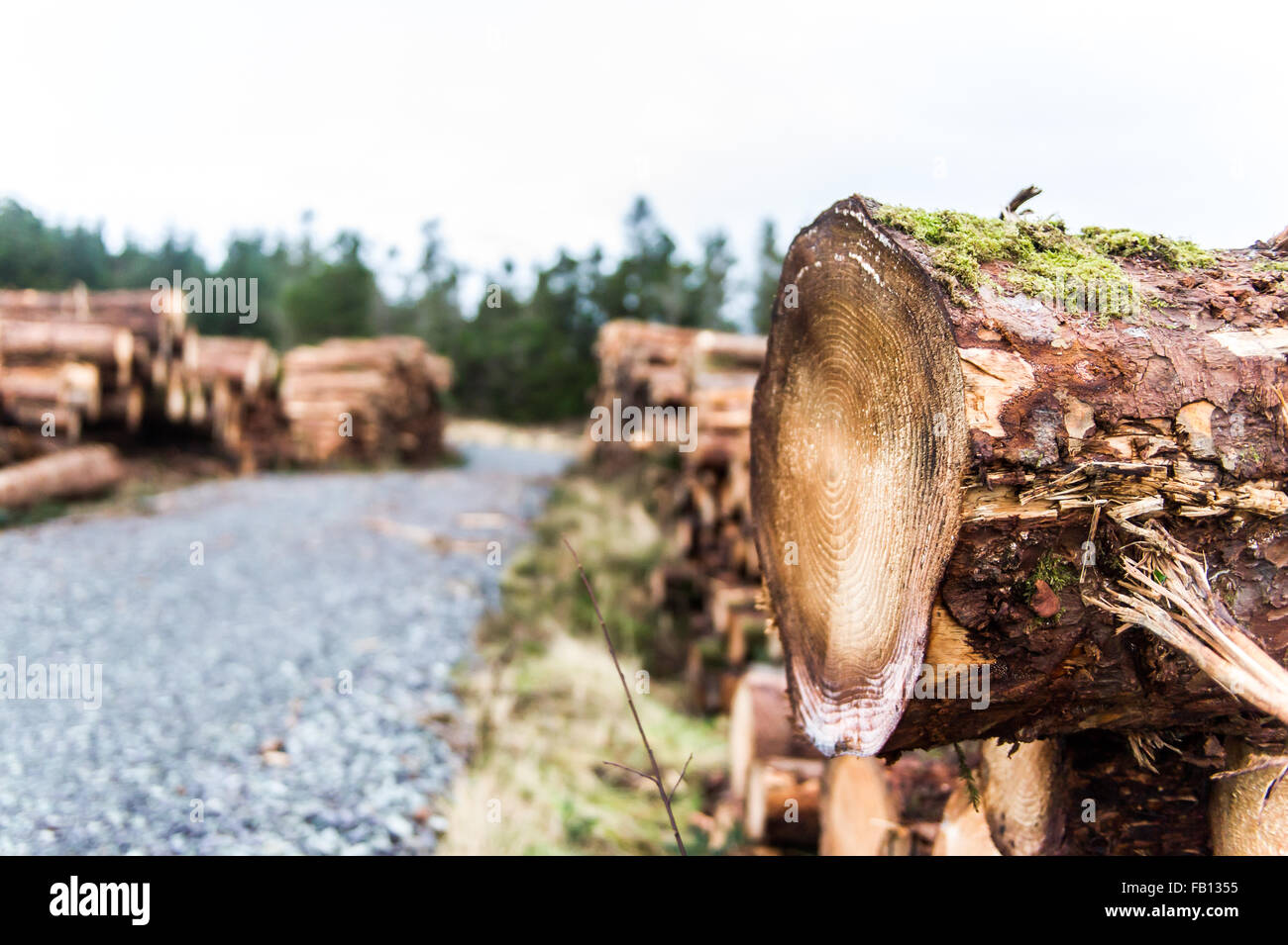 Gefällten Baumes aus dem Holzeinschlag im Wald, Scrahanaleary Ballydehob, West Cork, Irland mit kopieren. Stockfoto