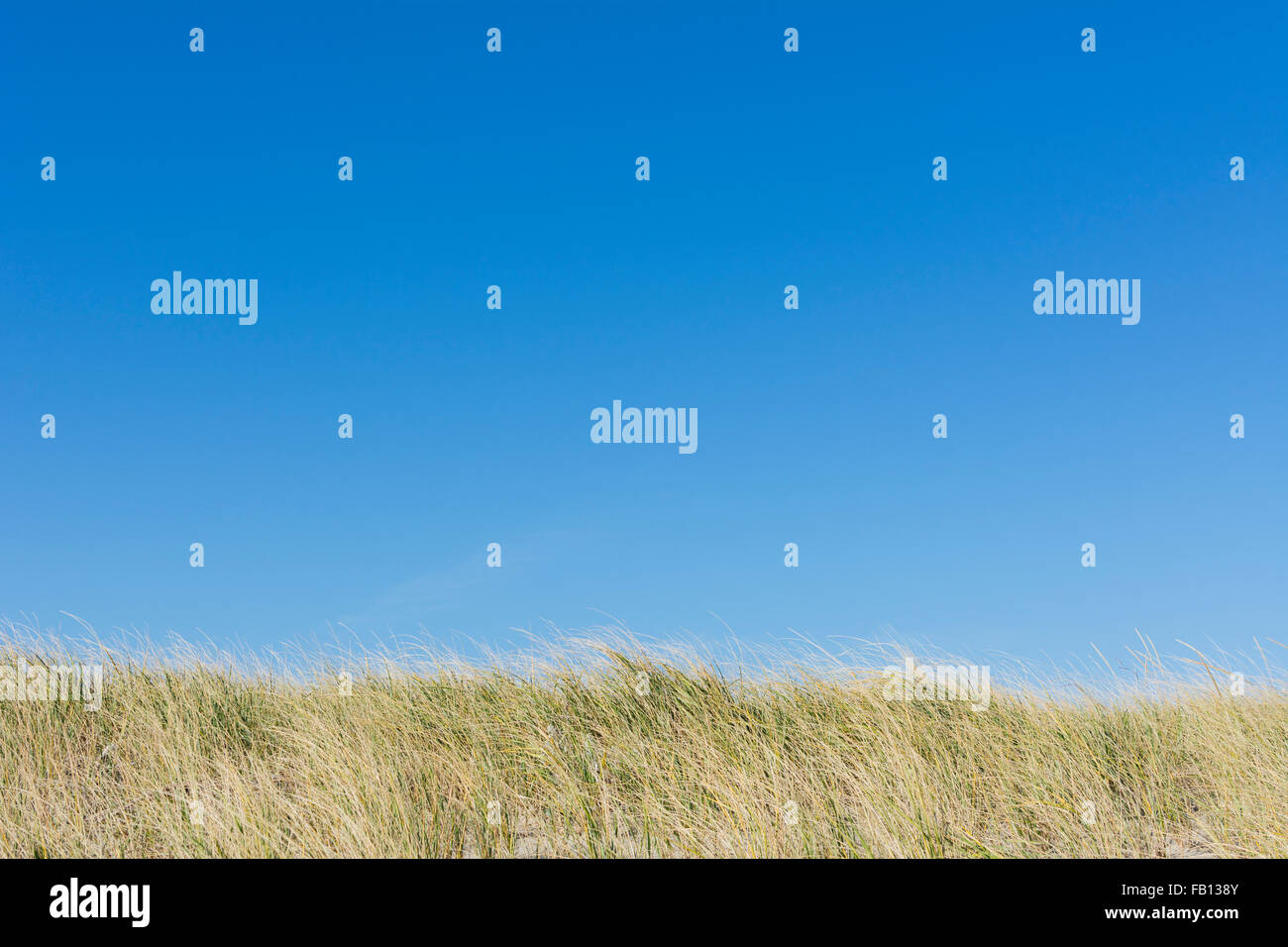 Klarer blauer Himmel über Feld Gras Stockfoto