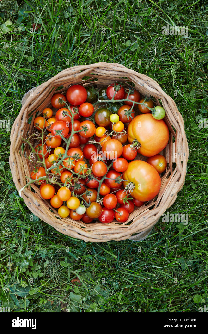 Korb mit Tomaten auf Rasen Stockfoto