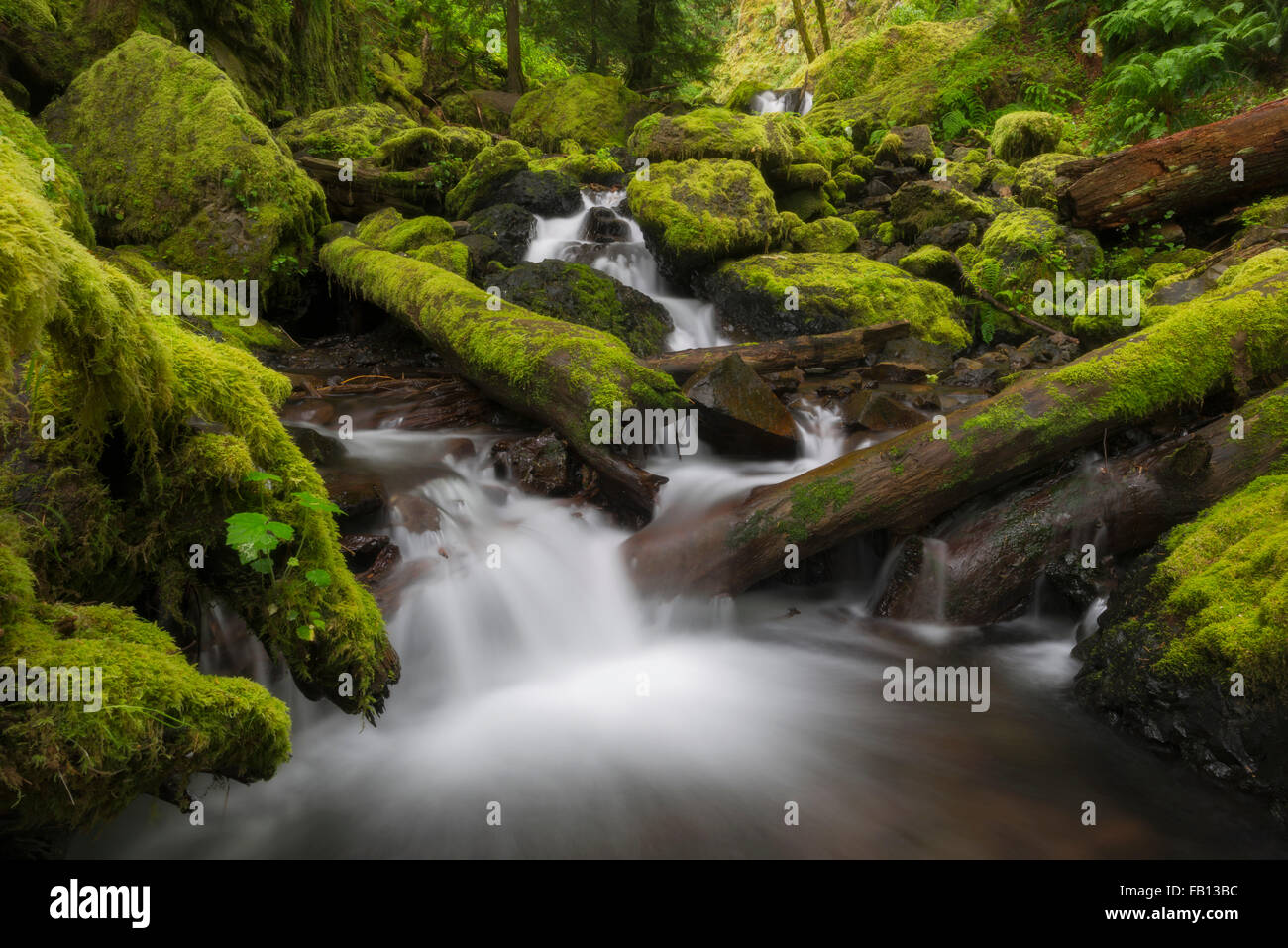Wasserfälle im grünen Wald Stockfoto