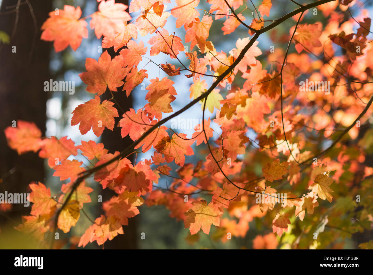 Orange gefärbte Blätter des Baumes Stockfoto