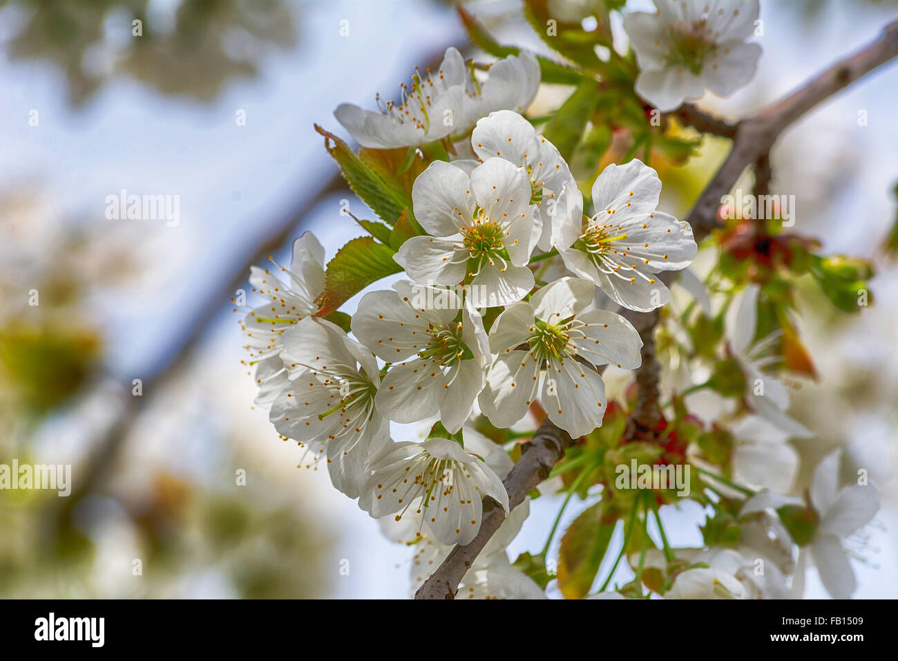Kirschbaum-Blüten im Frühjahr Stockfoto