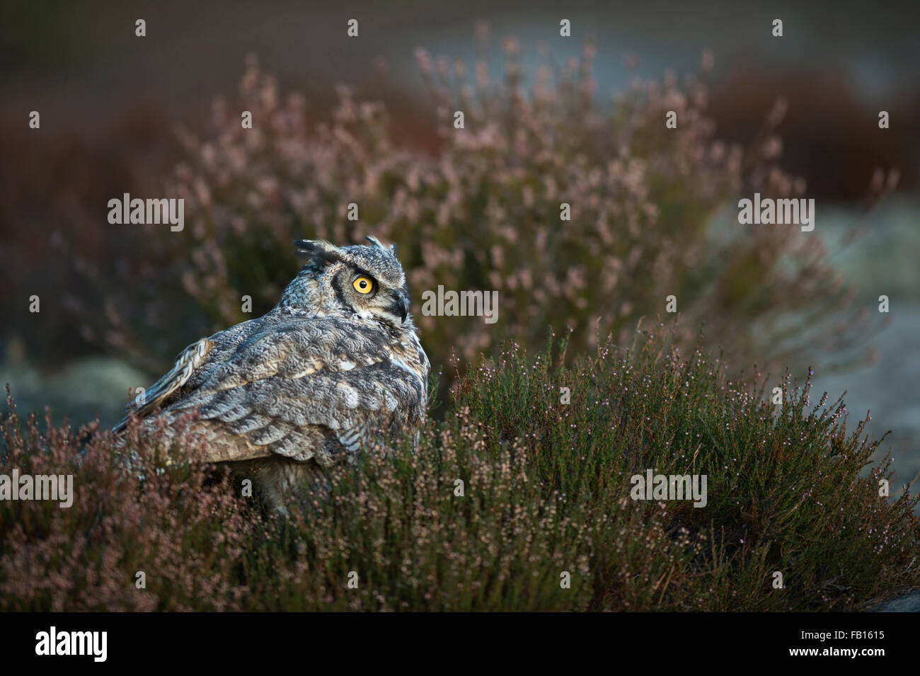 Großhorneule / Tigereule / Virginia-Uhu ( Bubo virginianus ) versteckt sich auf dem Boden zwischen Heidekrautbüschen, hellgelbe Augen, Nordamerika, USA. Stockfoto