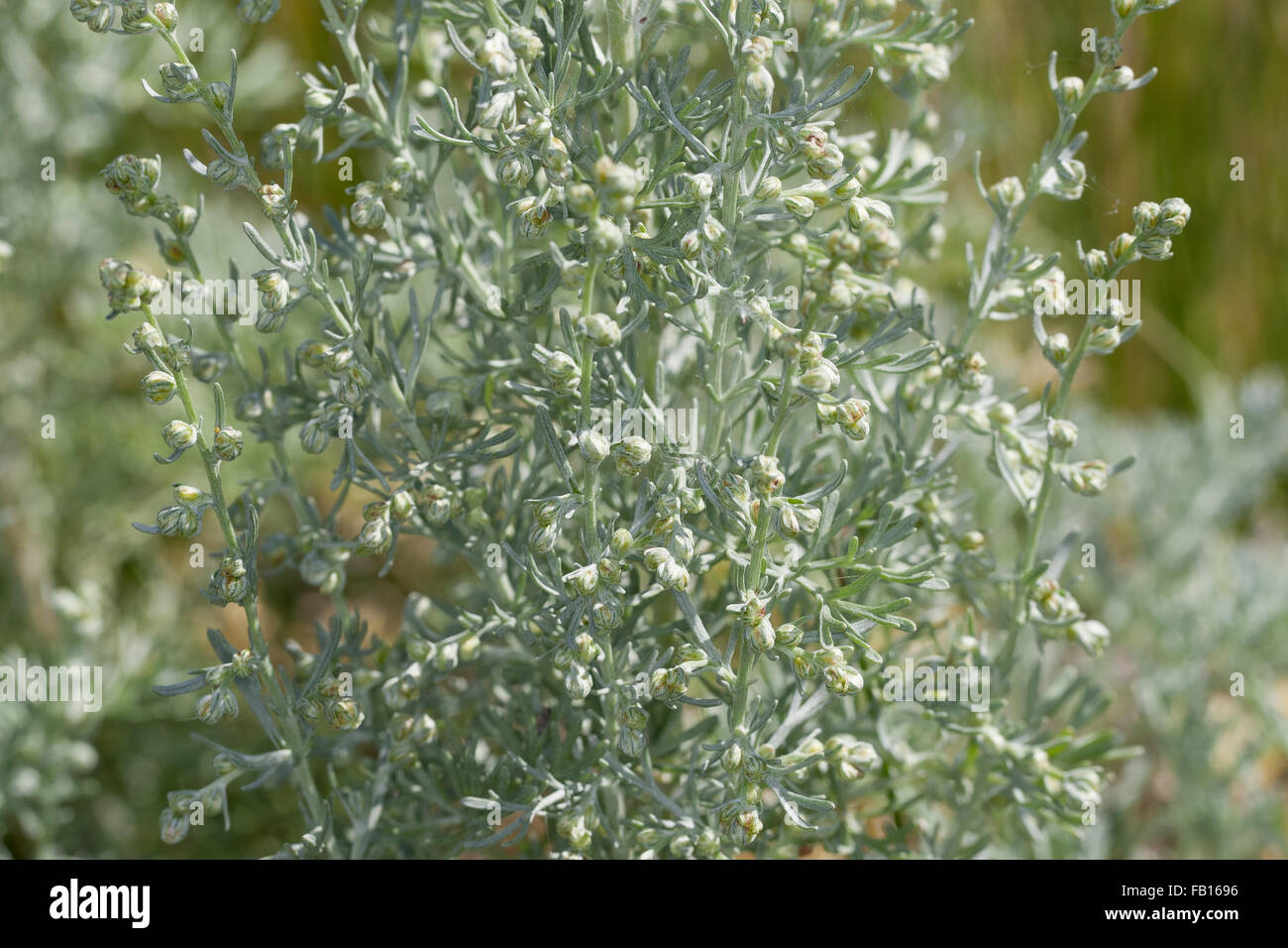 Artemisia Maritima Stockfotos Und Bilder Kaufen Alamy