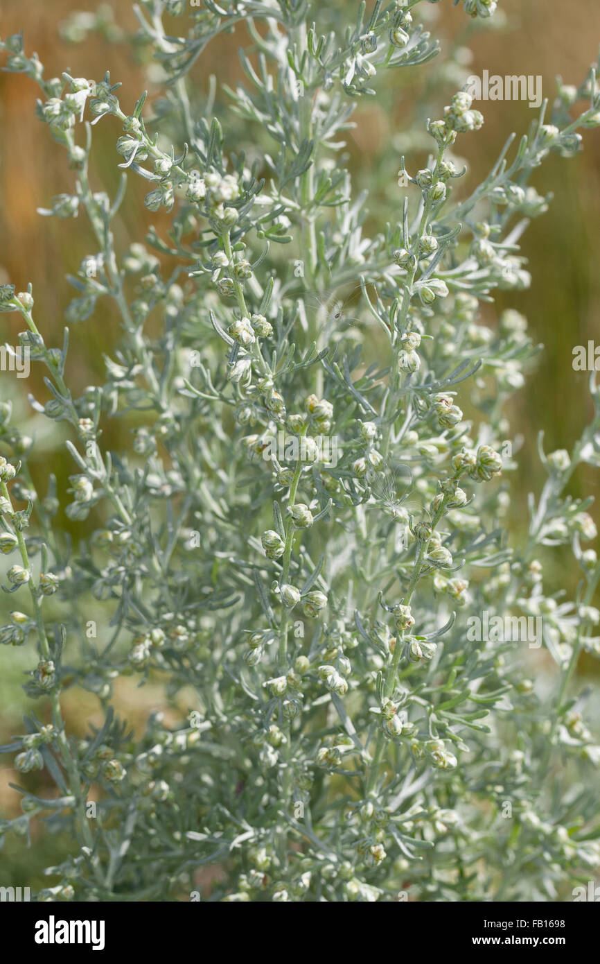 Artemisia Maritima Stockfotos Und Bilder Kaufen Alamy