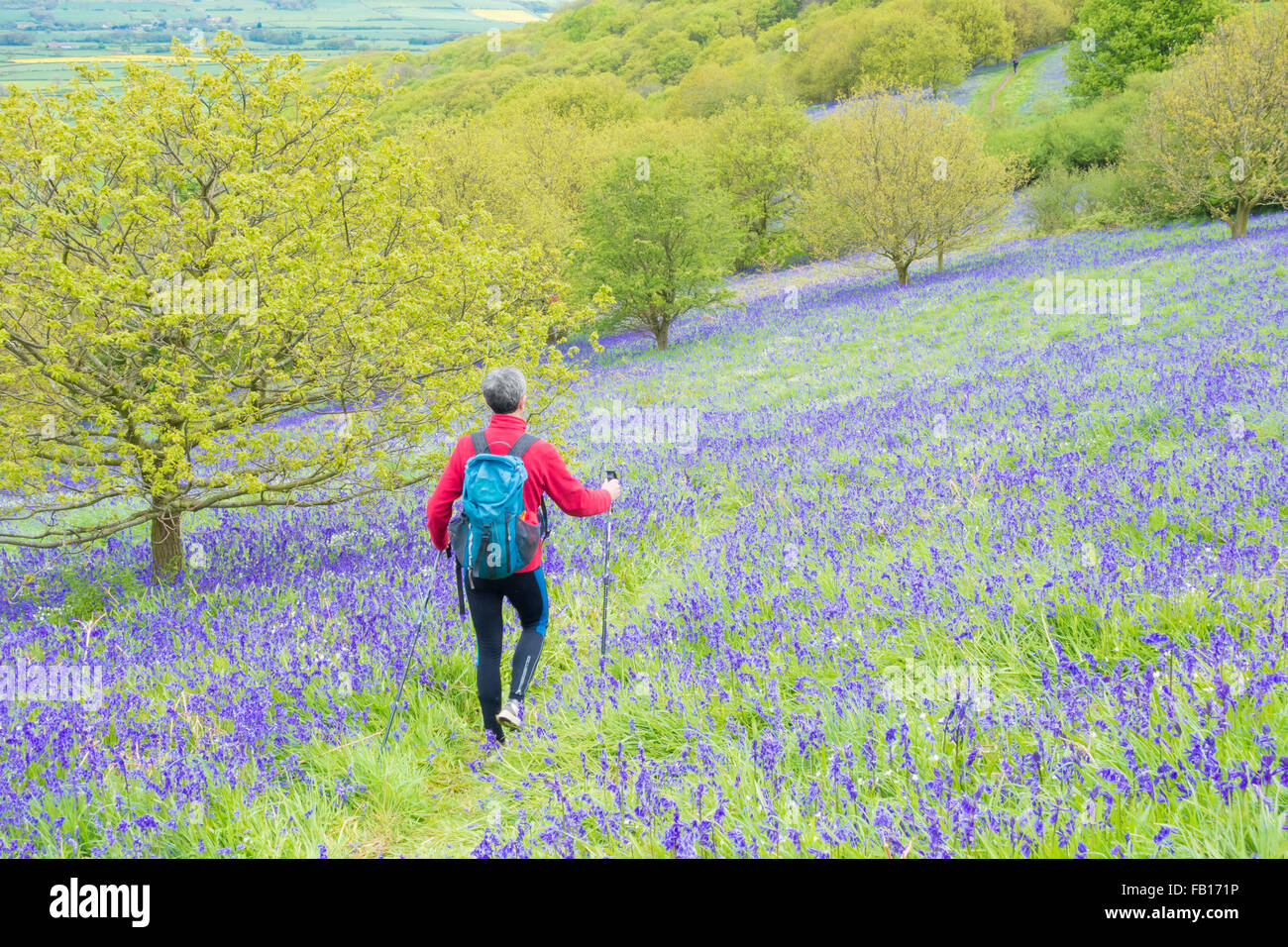 Reife männliche Walker, Wanderer auf Fußweg durch das Bluebells in Newton Holz in der Nähe von roseberry Topping, North York Moors National Park. Großbritannien Stockfoto