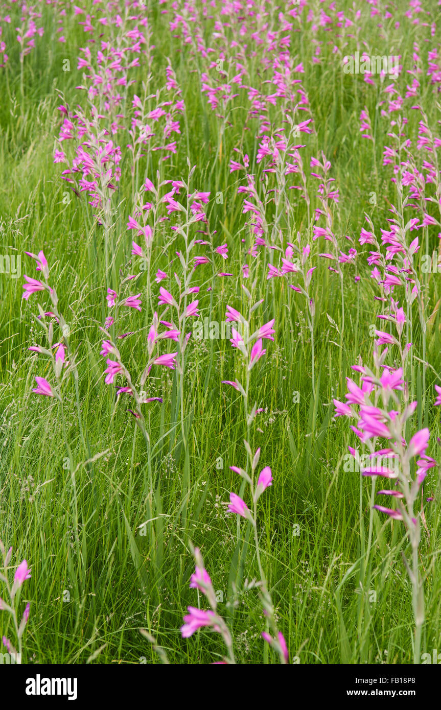 GLADIOLUS COMMUNIS SUBSP BYZANTINUS Stockfoto