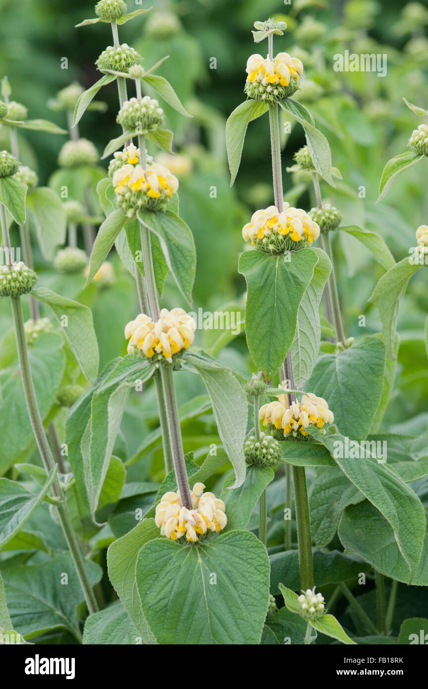 PHLOMIS RUSSELIANA Stockfoto