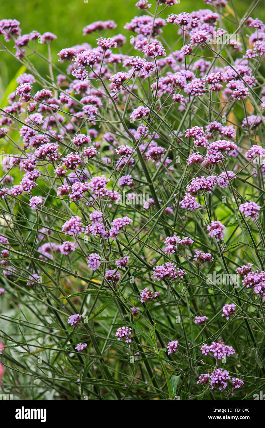 VERBENA BONARIENSIS LOLLIPOP Stockfoto