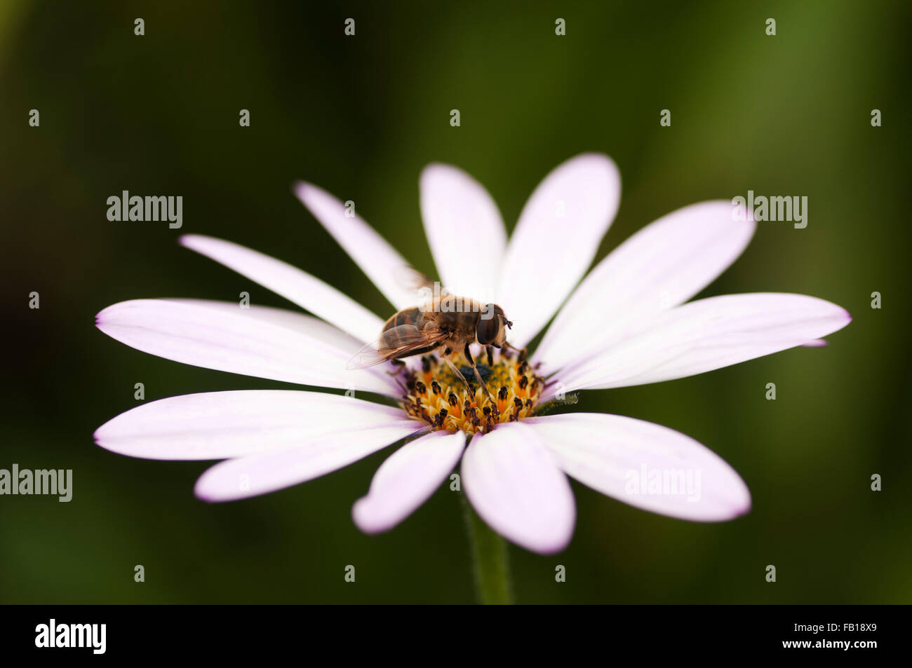 ERISTALIS PERTINAX HOVERFLY RUHT AUF OSTEOSPURMUM LADY LEITRIM Stockfoto