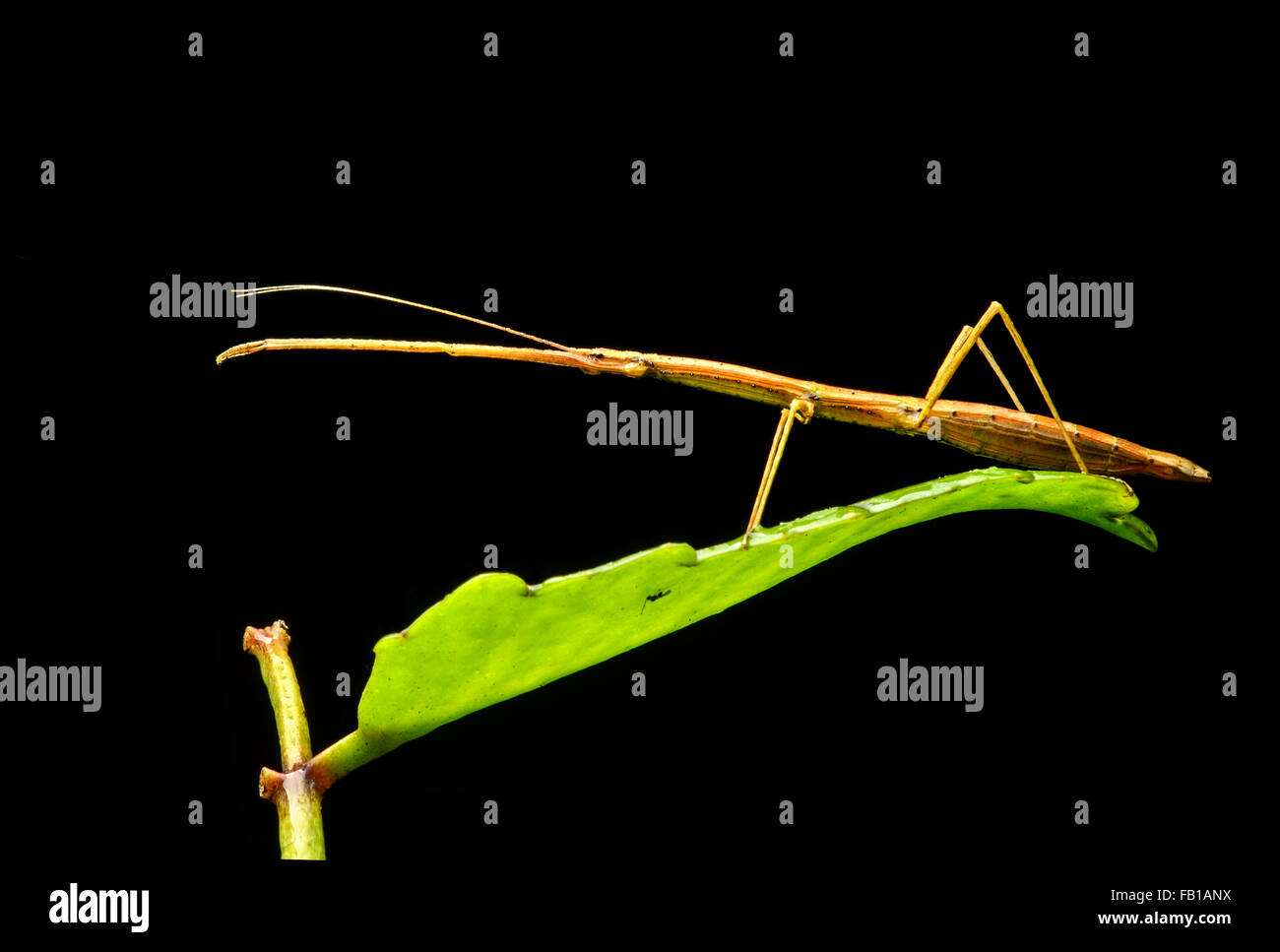 Stick Insect (Phasmatodea), Anden, Nebelwald, Mindo, Ecuador Stockfoto