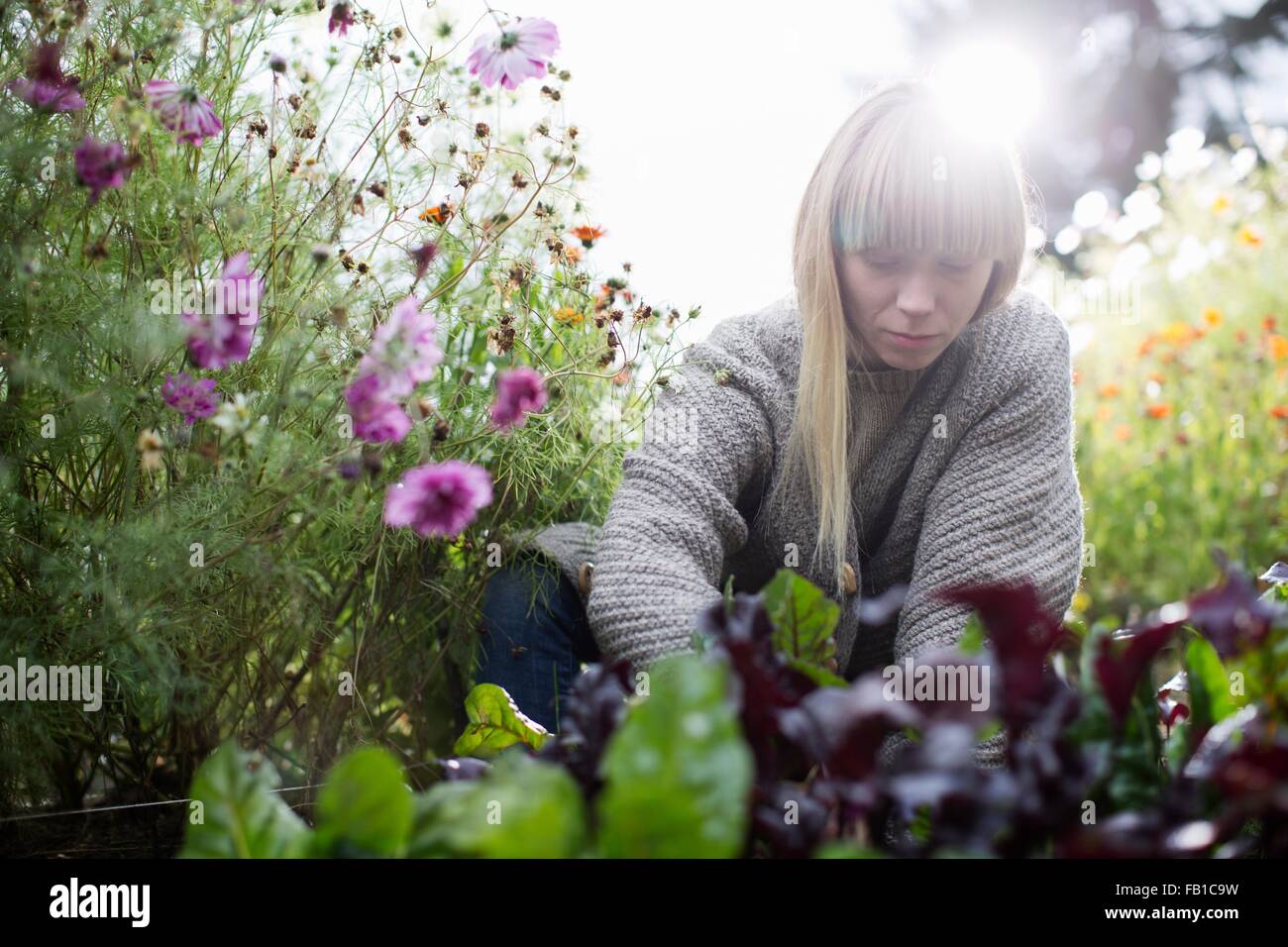 Mitte Erwachsene Frau tendenziell Salat im Bio-Garten Stockfoto