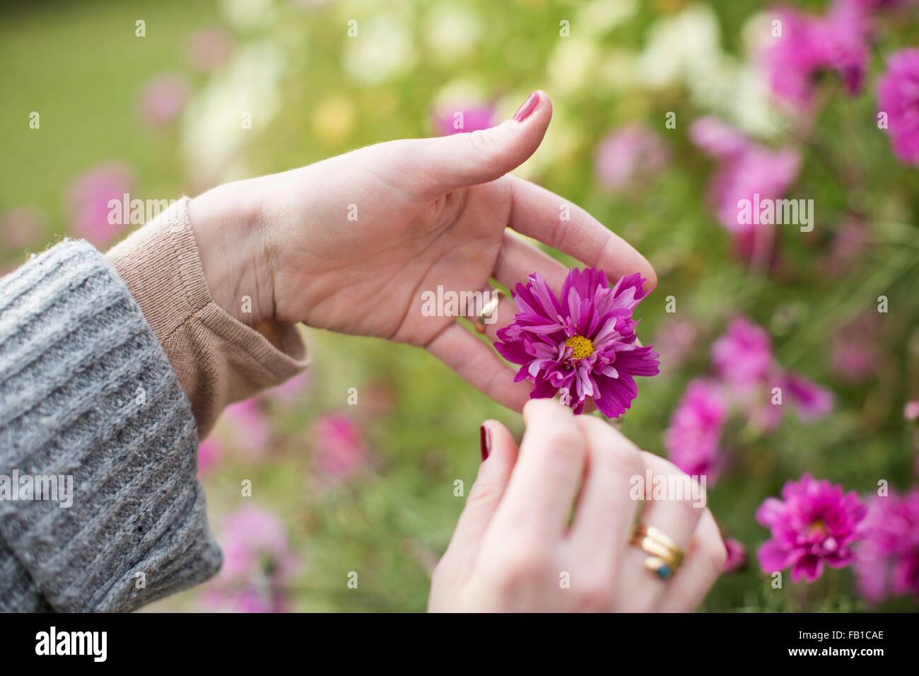 Nahaufnahme eines Womans Hände Pflege Blume im Bio-Garten Stockfoto