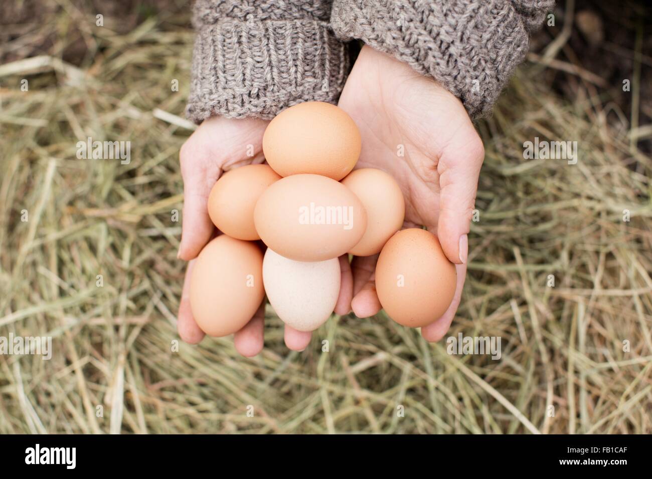 Nahaufnahme von Frau mit Handvoll Bio-Eiern Stockfoto