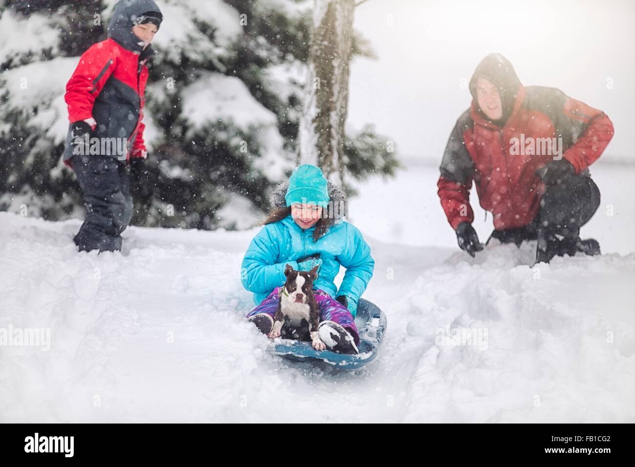 Vater, Sohn und Tochter Rodeln mit Boston Terrier Welpen auf Schnee bedeckt Hügel lächelnd Stockfoto