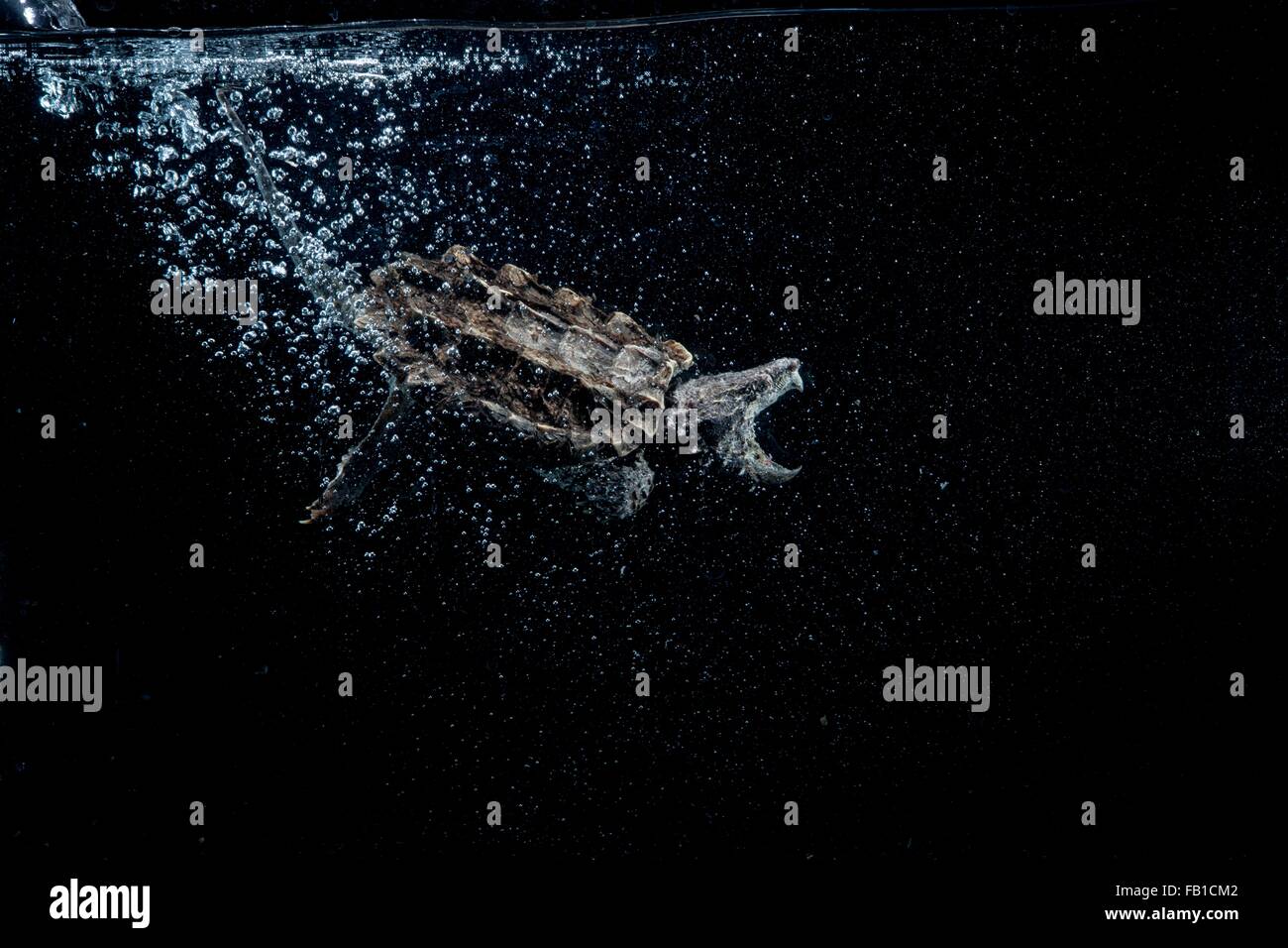 Unterwasser Seitenansicht des Alligator Schnappschildkröte, Mund öffnen nachgestellte Bläschen Stockfoto