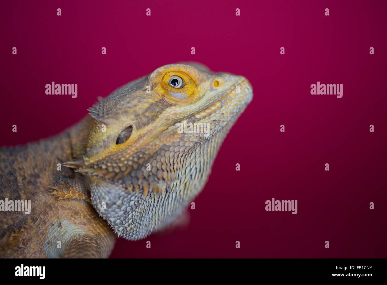 Seitenansicht der gelben Farbe Reptil rot Hintergrund Stockfoto