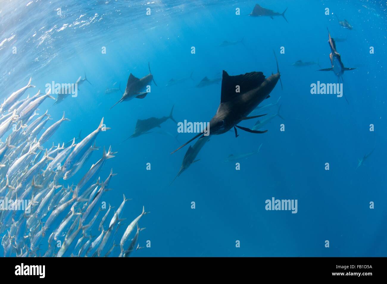 Unterwasser-Blick Gruppe von Sailfish corralling große Sardine Untiefe oberflächennahen, Isla Contoy Insel, Quintana Roo, Mexiko Stockfoto