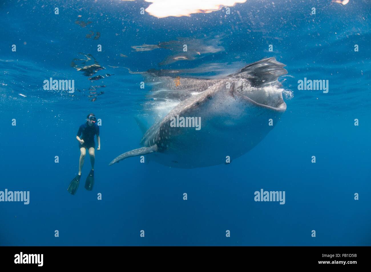 Unterwasser-Blick von Schnorchler beobachten Walhai Fütterung, Isla Mujeres, Quintana Roo, Mexiko Stockfoto