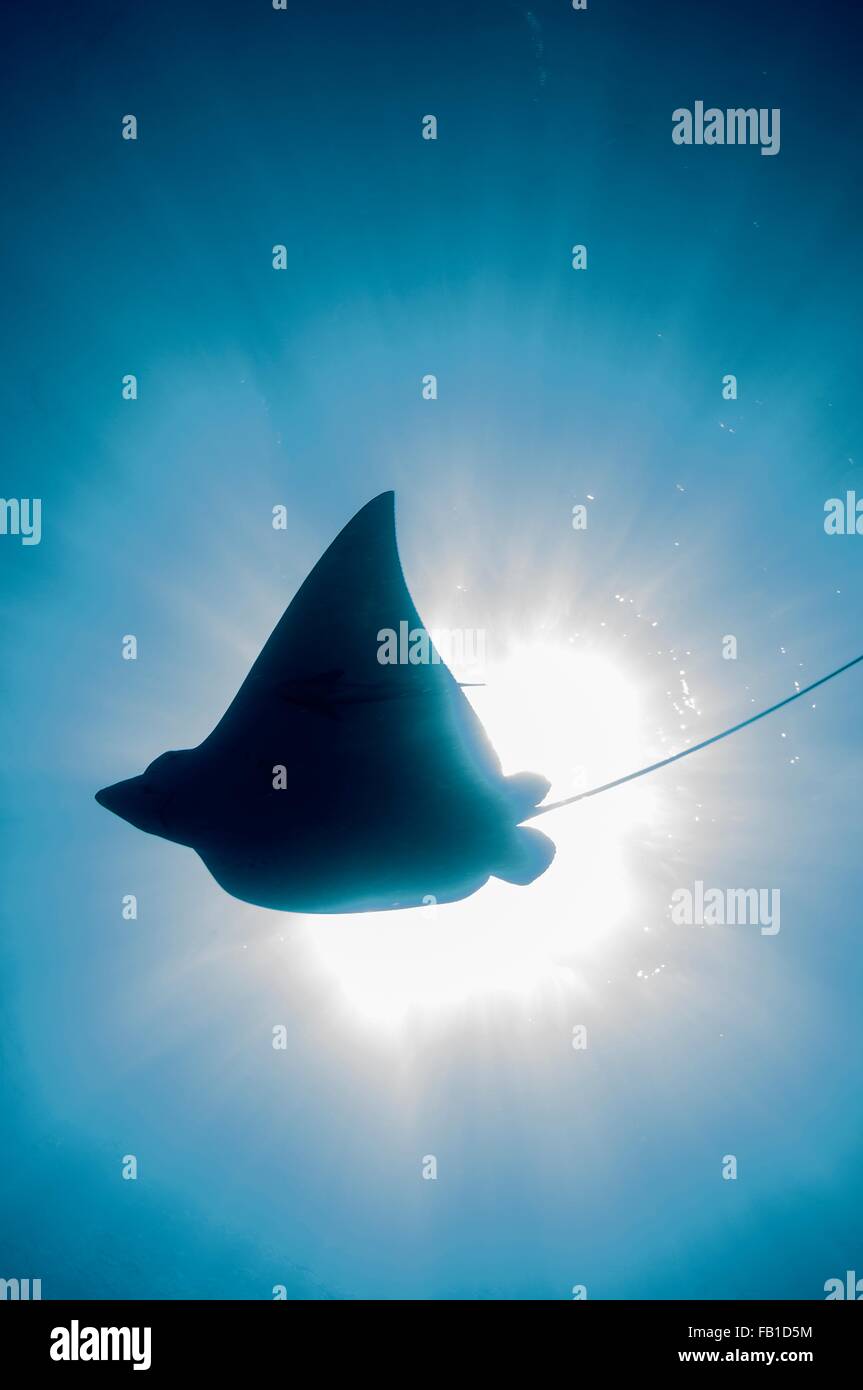 Silhouette Unterwasserblick von Adlerrochen im Sonnenlicht, Cancún, Quintana Roo, Mexiko Stockfoto