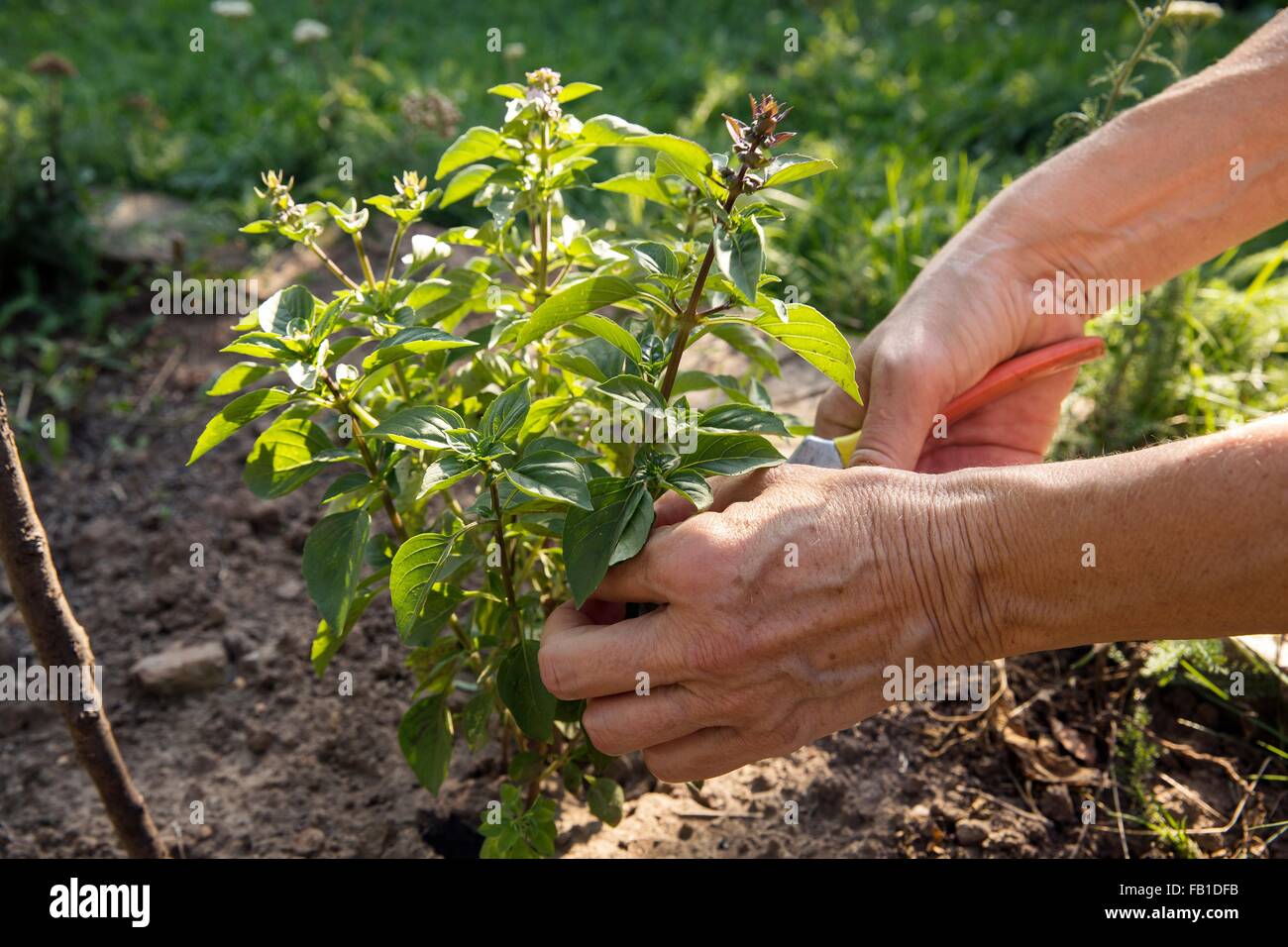 Reife Frau im Garten, Zerlegebetrieb mit Gartenschere, Nahaufnahme Stockfoto