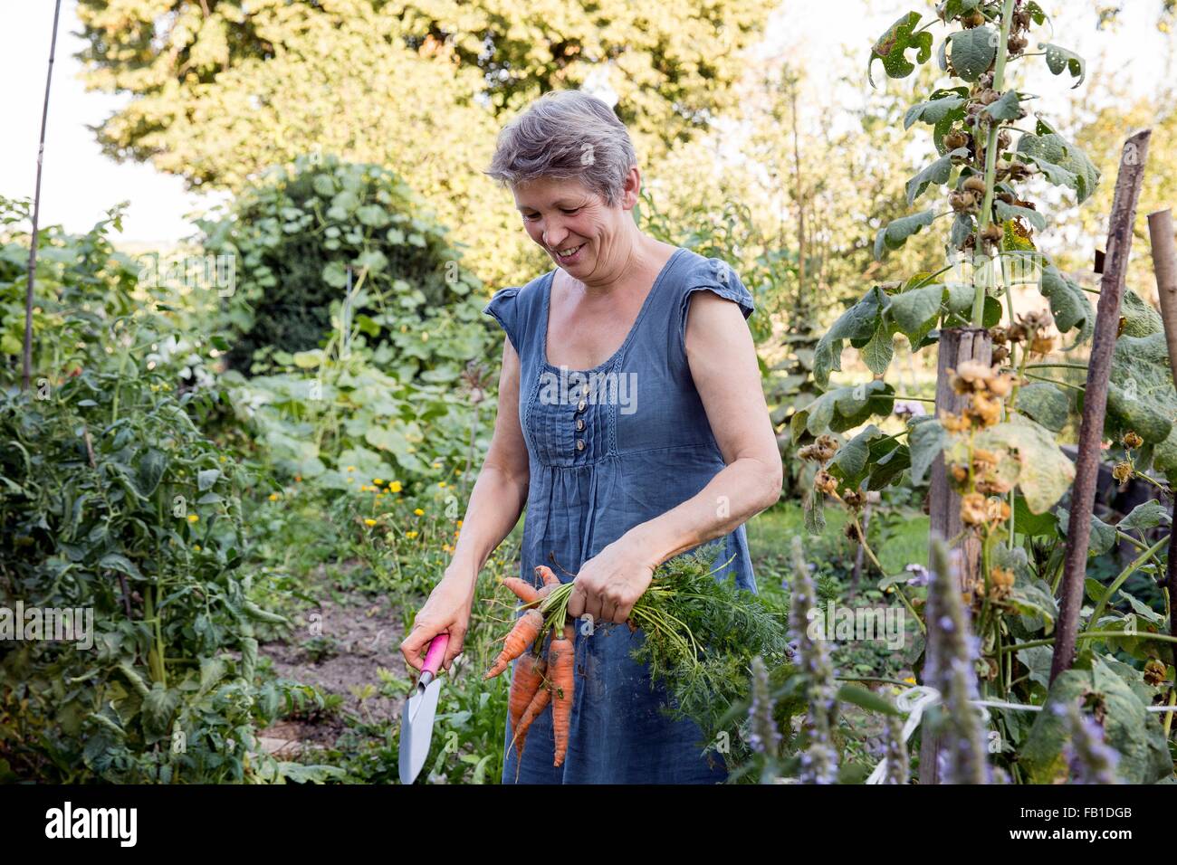 Reife Frau, Gartenarbeit, umgraben frischen Karotten Stockfoto