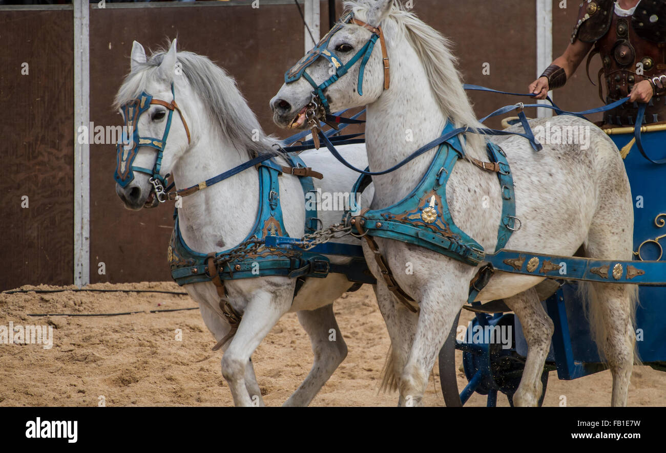 Pferde und Streitwagen der römischen Gladiatorenkämpfe, Vertretung Stockfoto