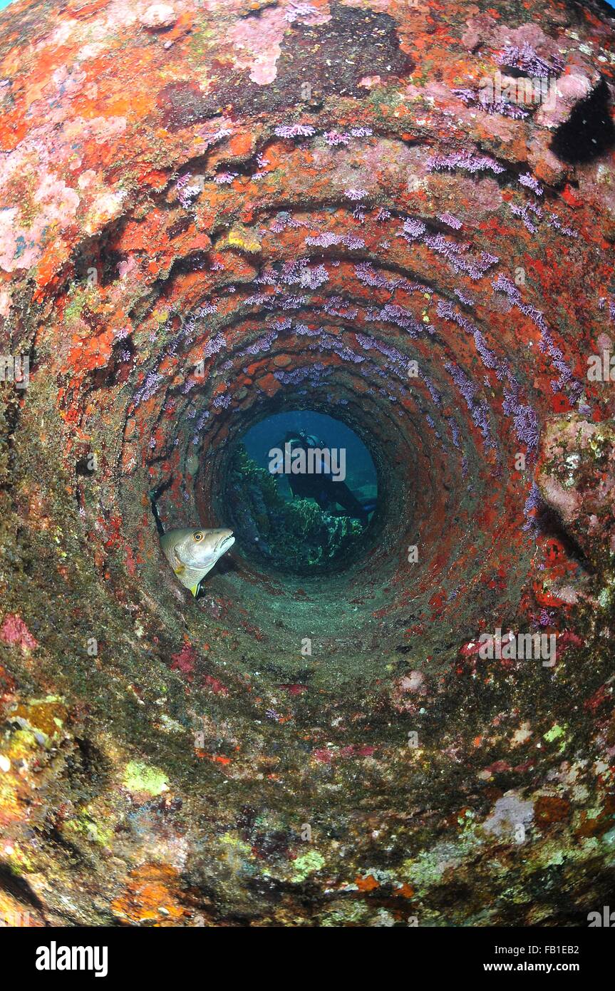 Tauchen durch Rohr in Trümmern am ruhenden Snapper Fisch, Chinchorro Atoll, Quintana Roo, Mexiko Stockfoto