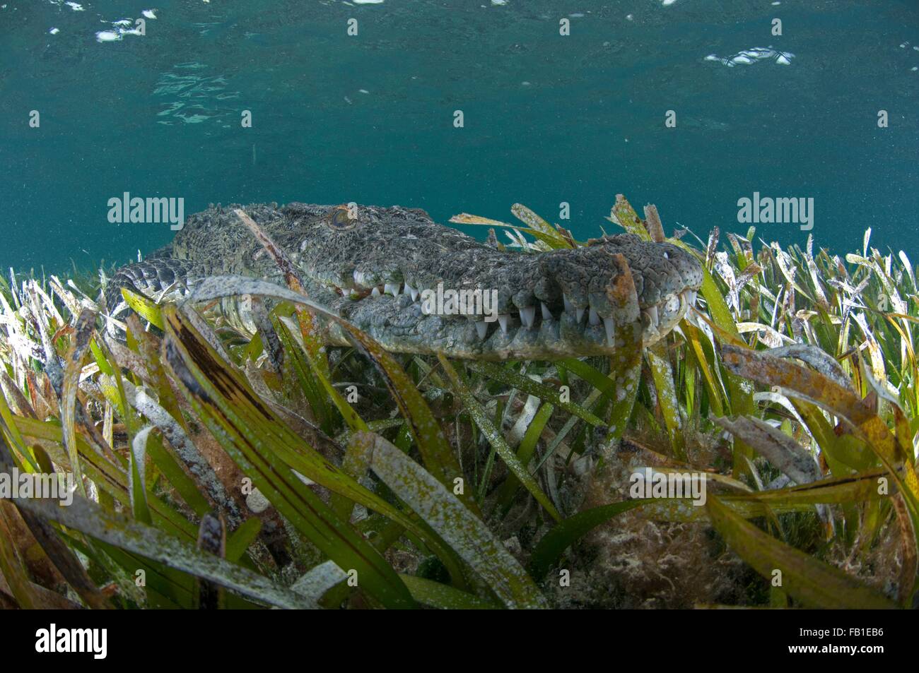 Unterwasser-Blick des Krokodils getarnt im Seegras, Chinchorro-Atoll, Quintana Roo, Mexiko Stockfoto