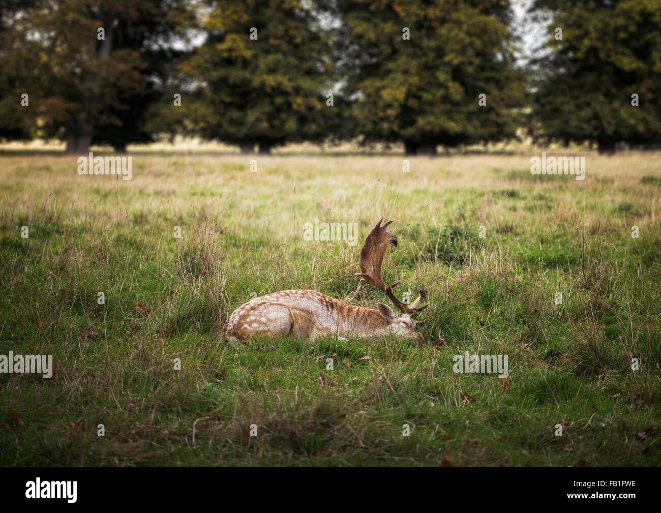 Seitenansicht der Hirsche liegen Gras im Feld, Worcestershire, UK Stockfoto