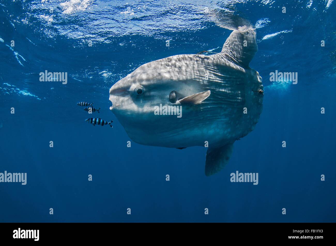 Unterwasser-Blick von Mola Mola, Mondfisch, Magdalena Bay, Baja California, Mexiko Stockfoto