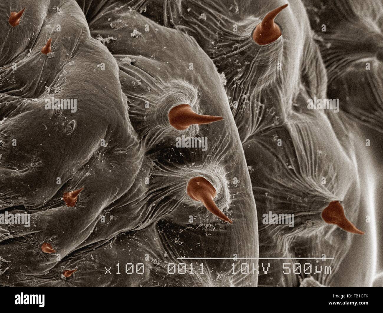 Farbige SEM der Larve der menschliche Bot Fliege (Hematobia Irritans) Stockfoto