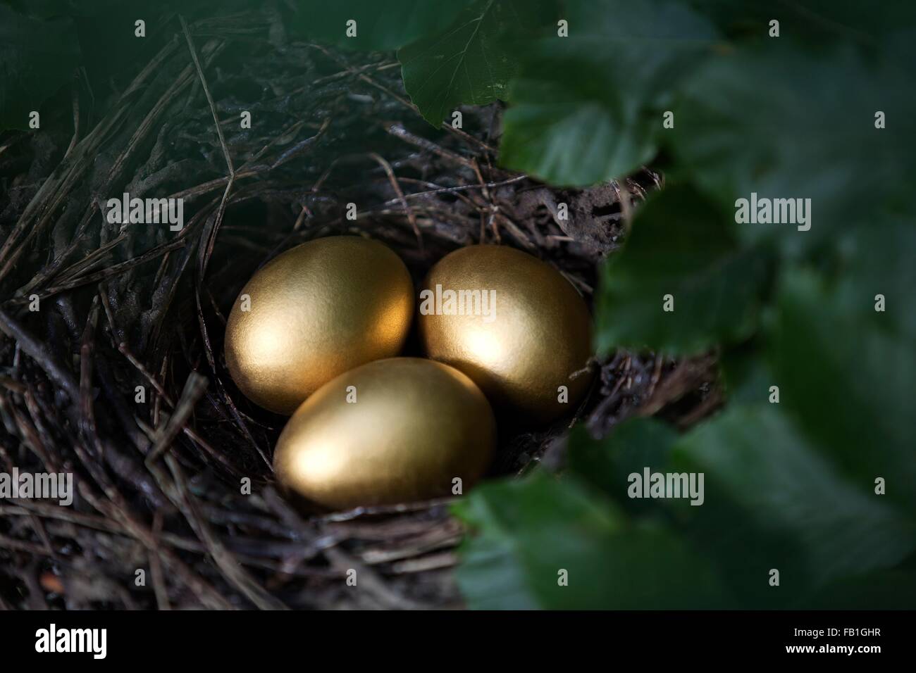 Nahaufnahme von drei goldenen Eiern im Vogelnest Stockfoto