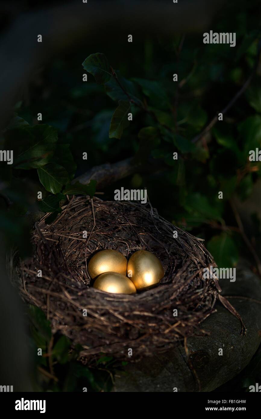 Drei goldenen Eiern in Vögel nisten in der Nacht Stockfoto