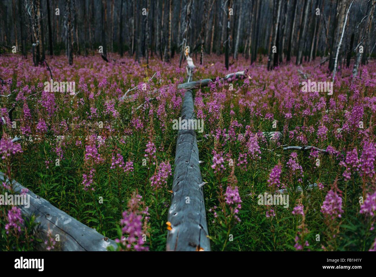 Schwindende Perspektive der umgestürzten Baum im Bereich von Wildblumen, Moraine Lake, Banff Nationalpark, Alberta Kanada Stockfoto