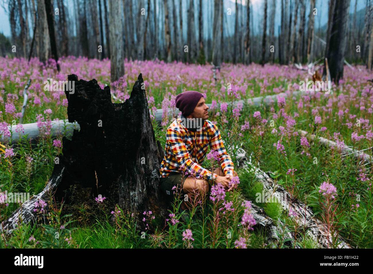 Mitte erwachsenen Mann sitzt verbrannten Baum stumpf Bereich Wildblumen entfernten Moraine Lake-Banff Nationalpark Alberta Kanada Stockfoto