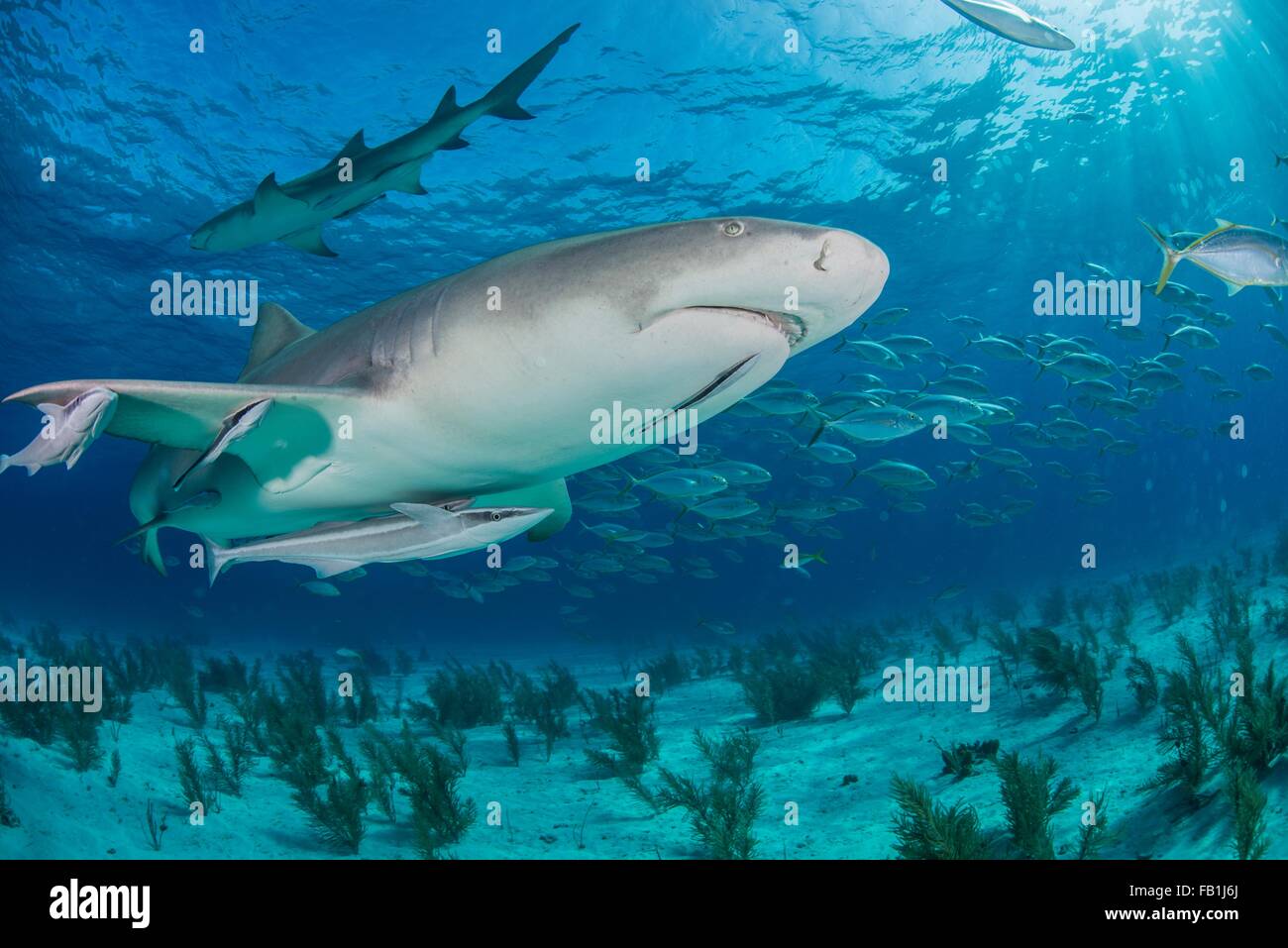 Niedrigen Winkel Unterwasserblick Zitrone Hai schwimmen in der Nähe von Meeresboden, Tiger Beach, Bahamas Stockfoto