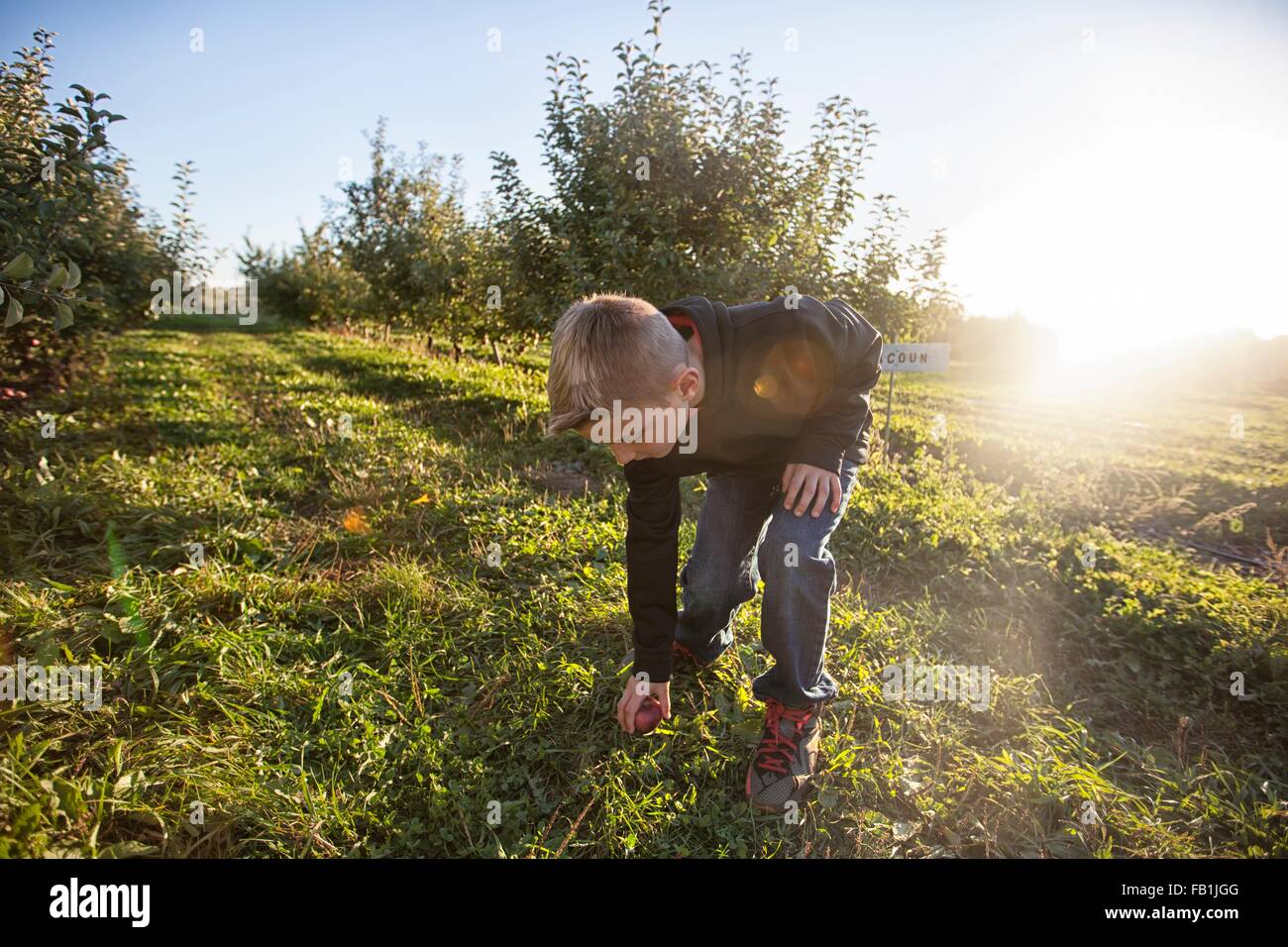 Junge im Obstgarten Apfel vom Rasen aufheben bücken Stockfoto