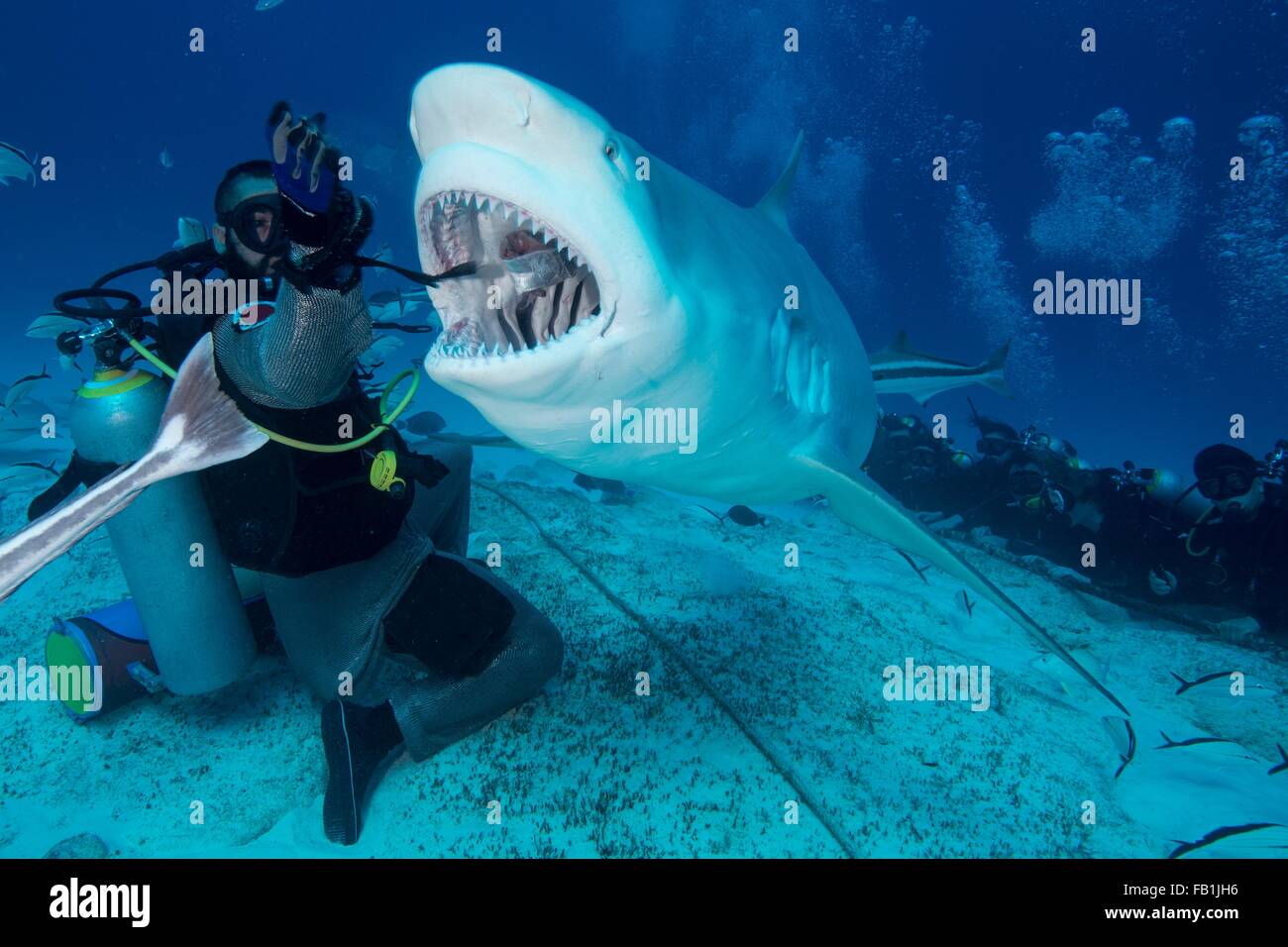 Dive master Handanlage weibliche Bullenhai, Playa del Carmen, Quintana Roo, Mexiko Stockfoto