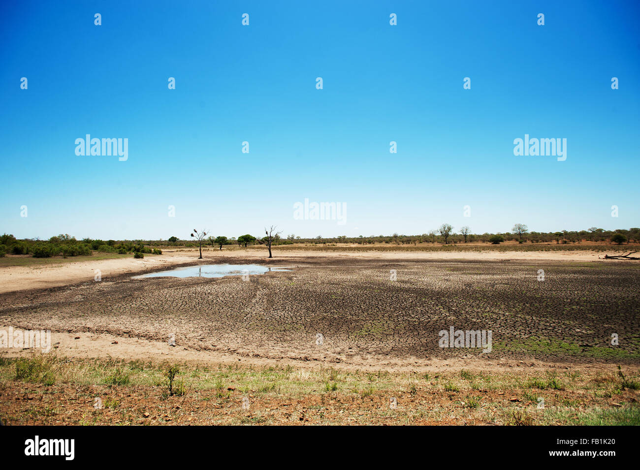 Einen trockenen Tierwelt Damm im Krüger Nationalpark, Südafrika.  Das Gebiet hat eine Katastrophengebiet wegen Dürre erklärt. Stockfoto