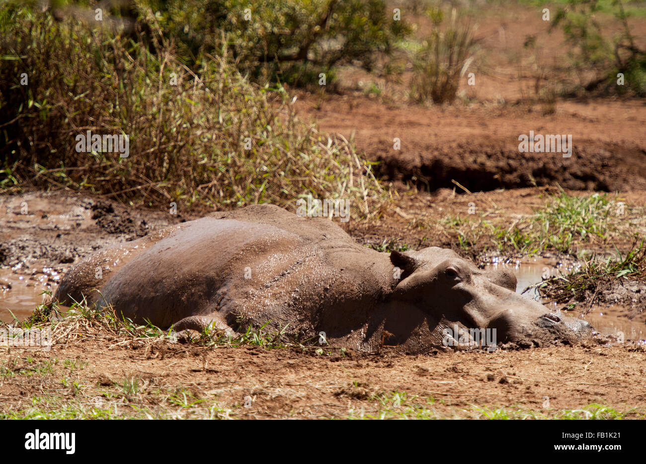 Ein Nilpferd versucht, in ein Schlammloch in ein ausgetrocknetes Flussbett, Krüger Nationalpark, Südafrika zu graben.  Dürre in Südafrika. Stockfoto