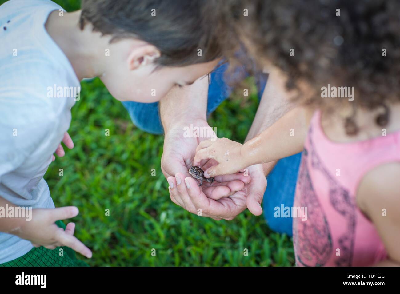 Hohe Schulter Blick von jungen und Mädchen, die Kröte in der Mitte betrachten mans Hände Stockfoto