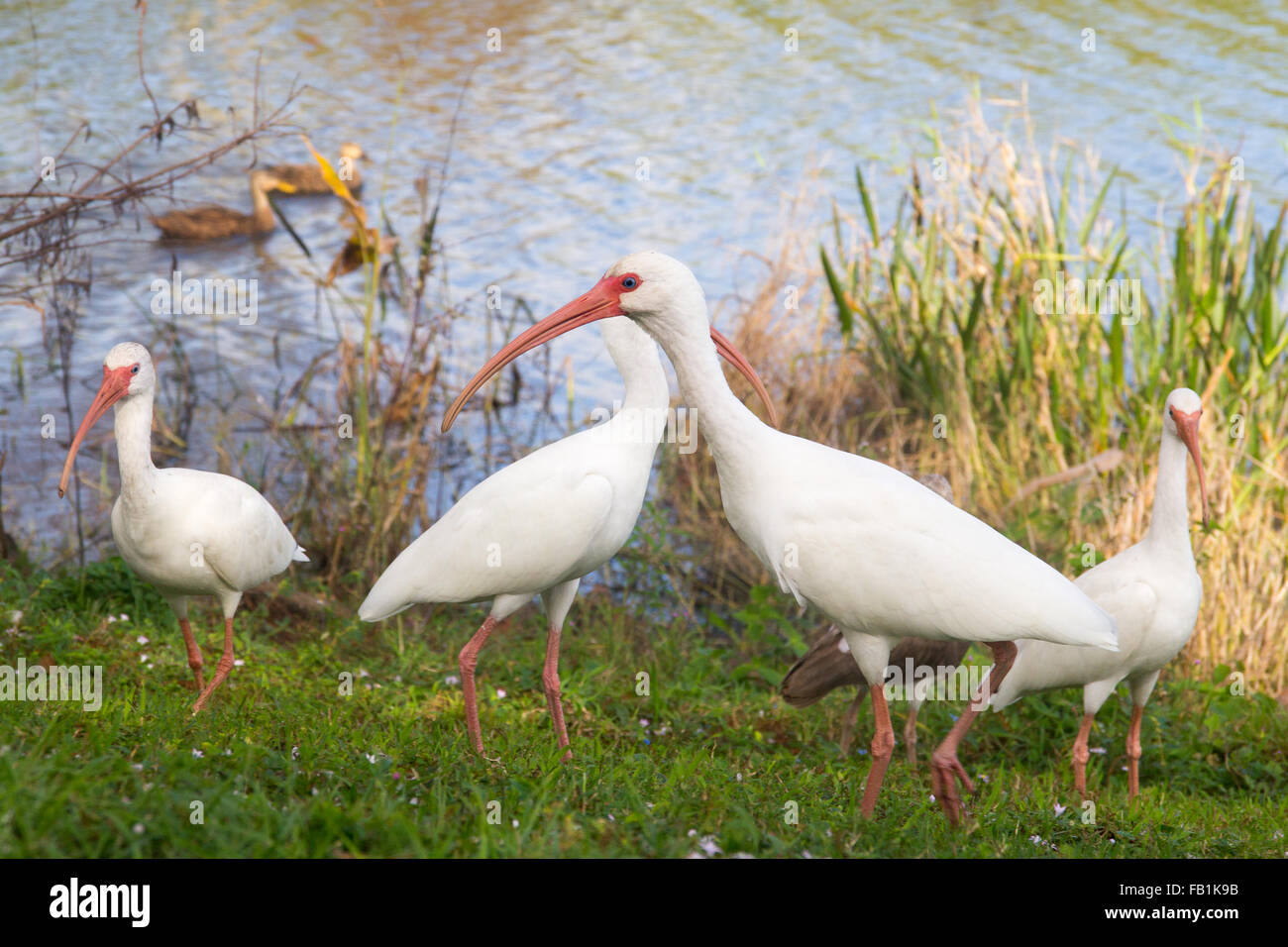 Amerikanische weiße Ibis-Gruppe in Florida Stockfoto